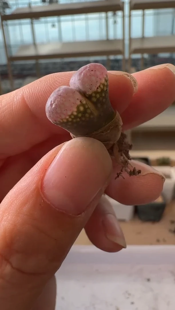 24-188多肉植物肉锥