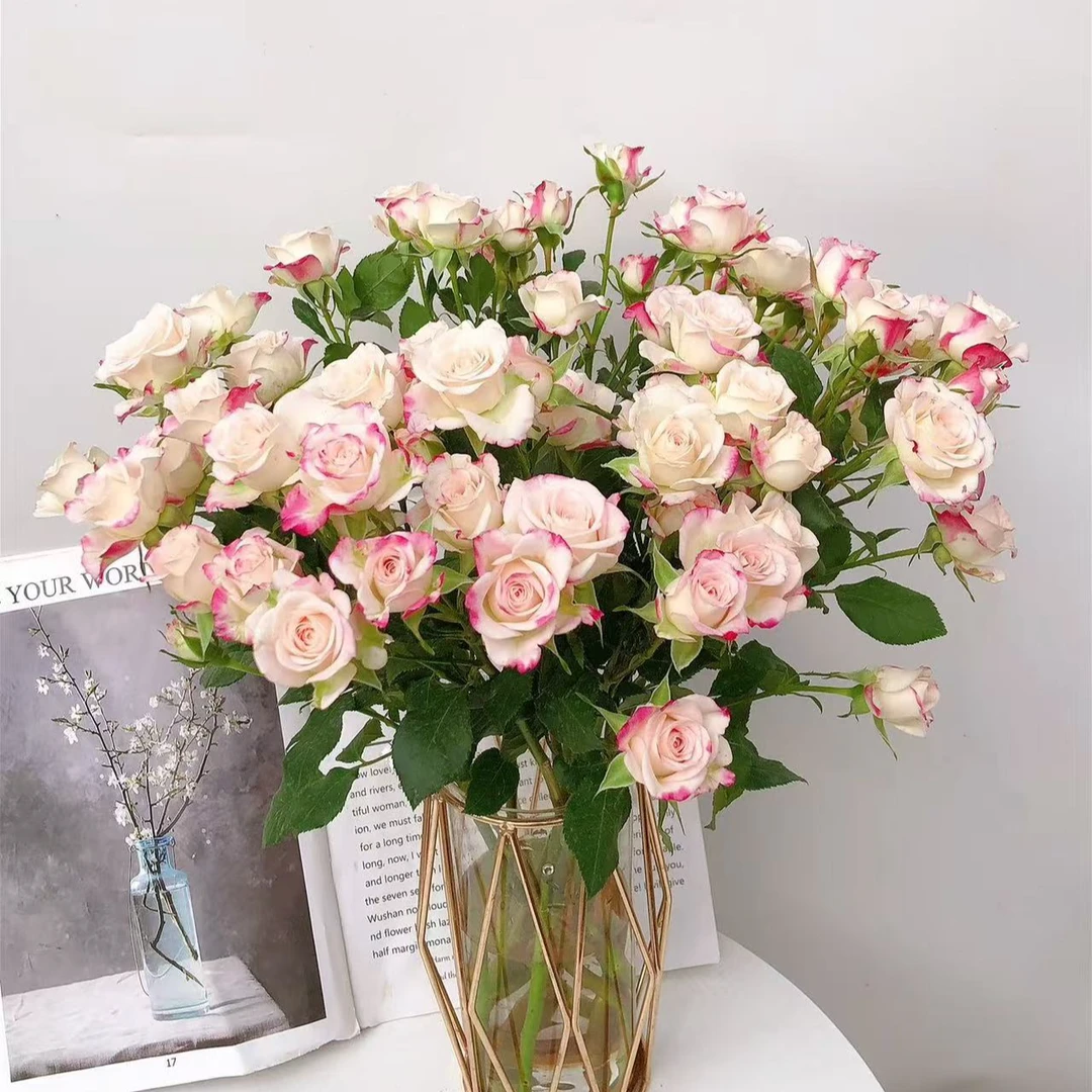 【多头折射】玫瑰     两单升级冷链，三单升级空运