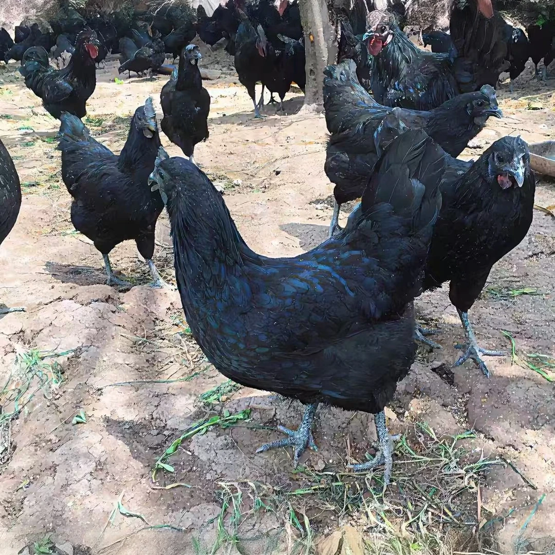 黑毛绿壳蛋宠物鸡1.5斤左右 公母可选