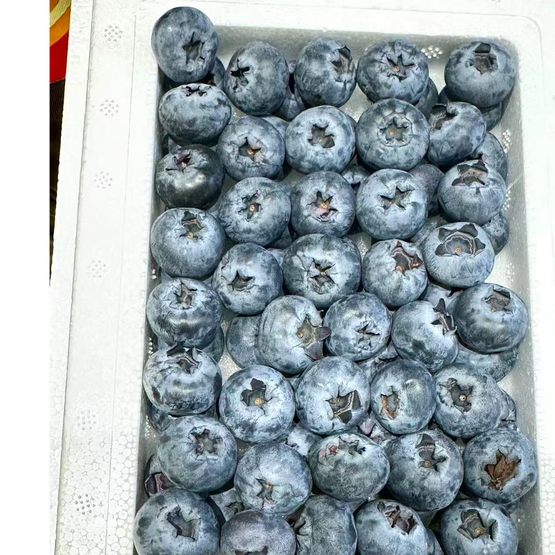 哈哈梅蓝莓云南省