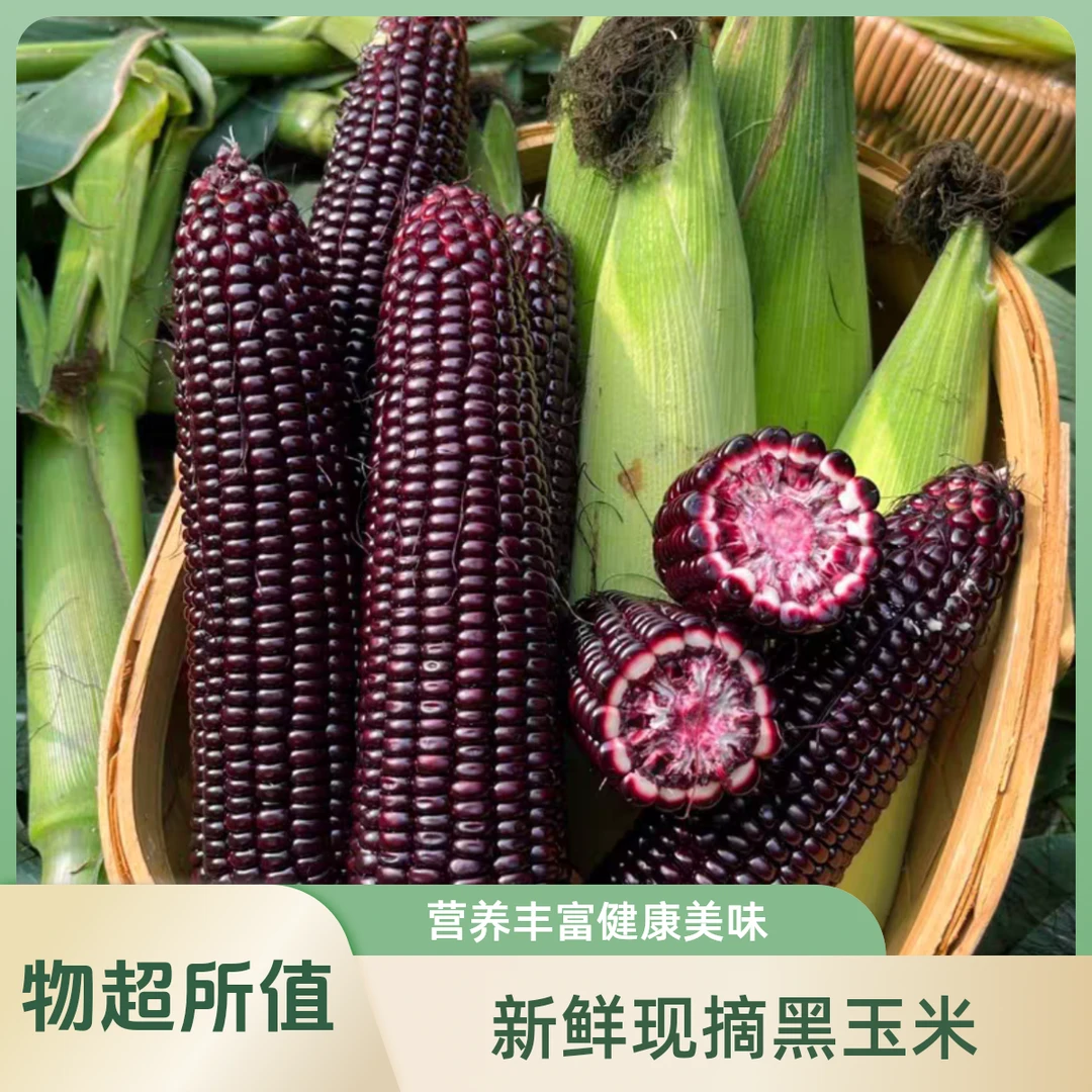 黑糯玉米种子富含花青素矮杆大棒早熟甜糯玉米种子东北