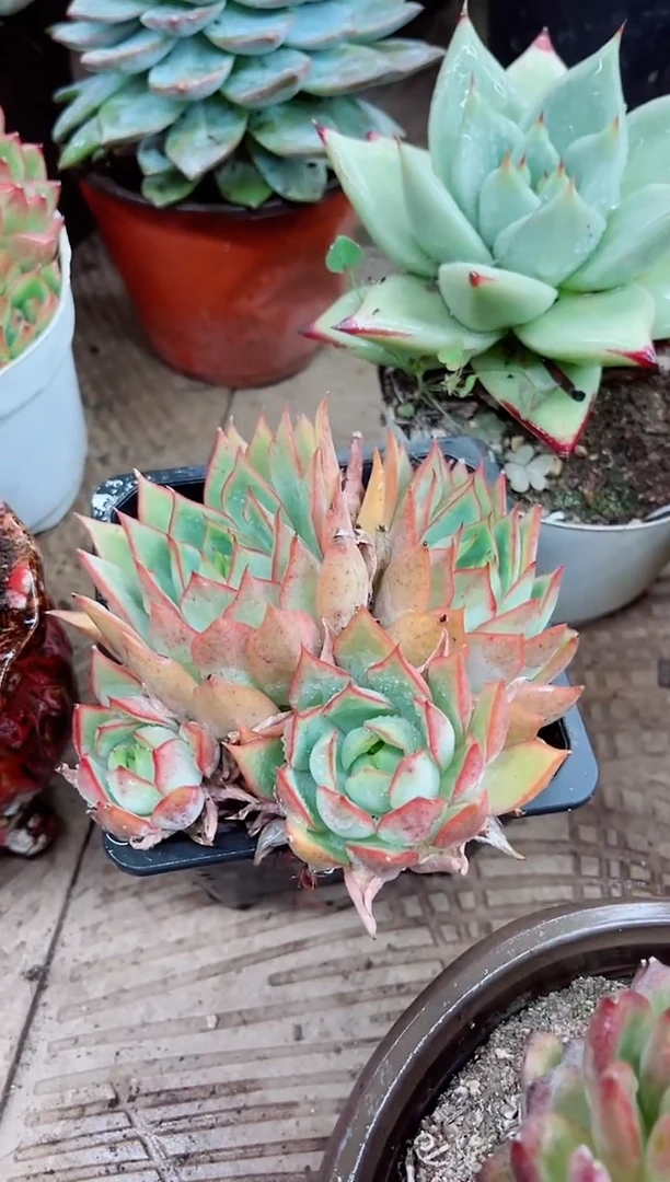 @****制22026多肉植物一物一拍
