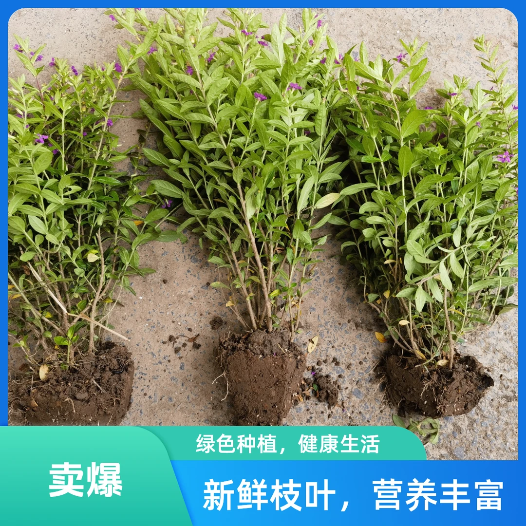 满天星萼距花庭院绿化四季开花耐旱耐贫瘠