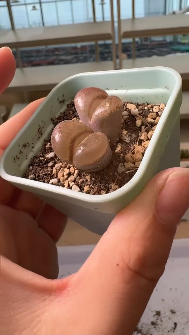 24-33多肉植物肉锥