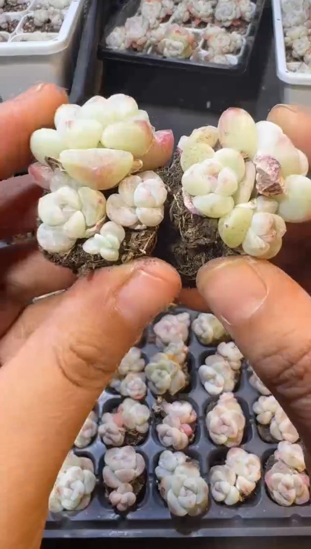 【闪购商品】03号到手5棵江北多肉一物一拍