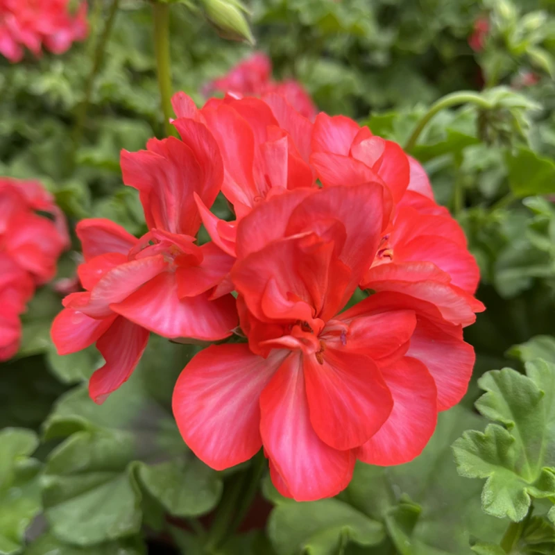【皇冠】垂吊天竺葵带花苞发货花盆栽苗阳台庭院多季开花耐阴植物