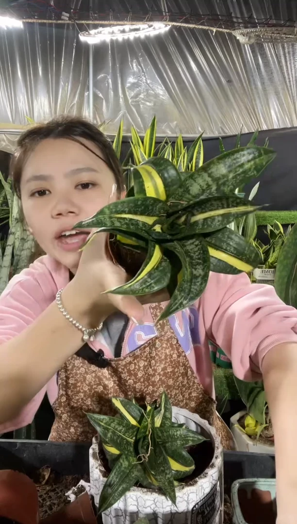 旋转海啸带盆土17.8