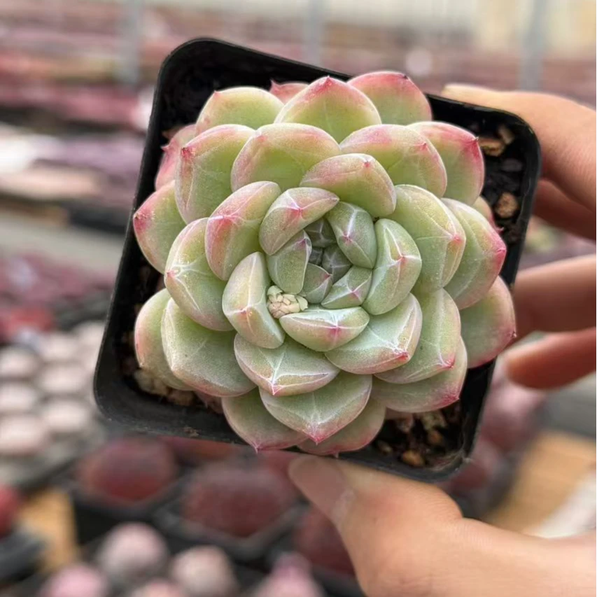 7#梦龙青春版多肉植物前男友精品多肉