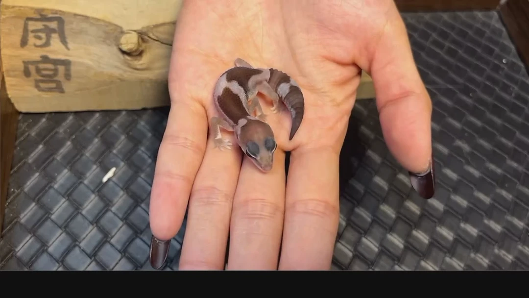 肥尾守宫奥利奥祖鲁