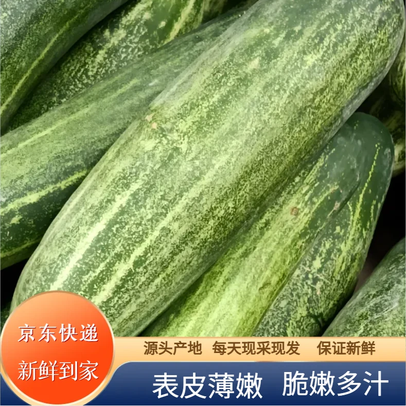 上海金山本地新鲜现采现发老黄瓜
