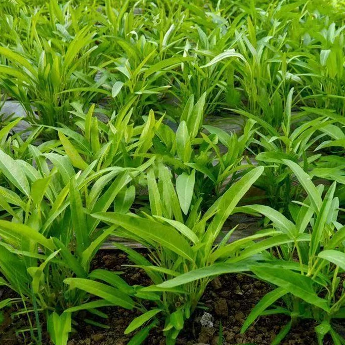 【全店满8包包邮】柳叶空心菜种子