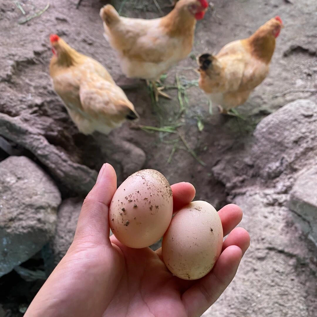 《来牟真选》荣县来牟本地纯土鸡蛋
