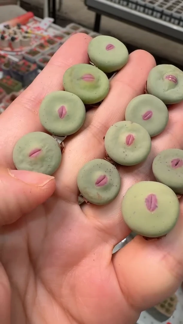 219多肉植物肉锥dows嘴一颗