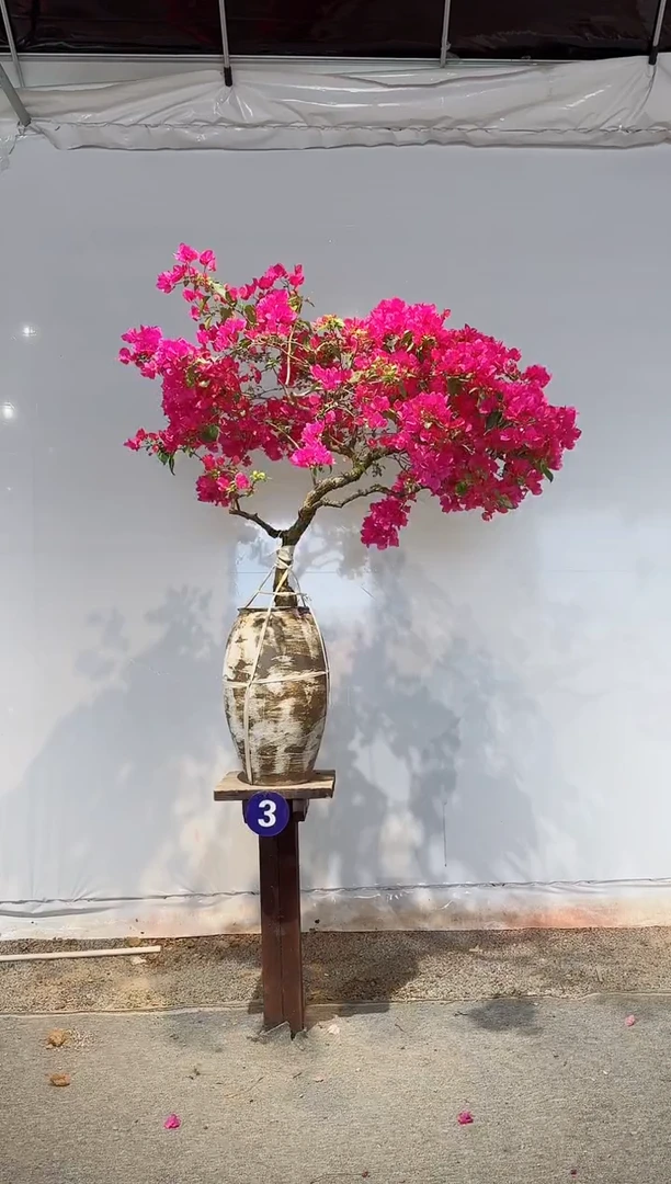 【闪购商品】盆景金心双色