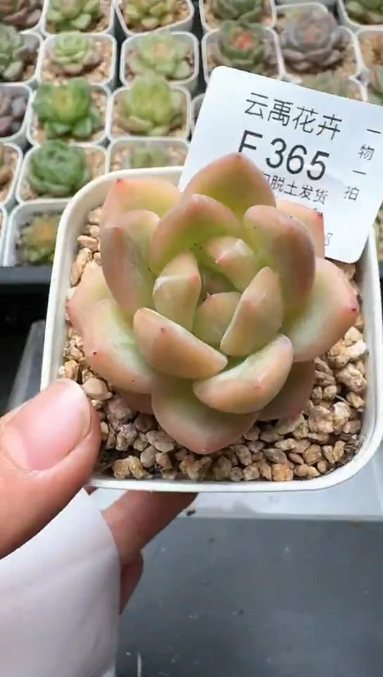 365F云禹多肉植物 默认脱土纸巾打包 3颗包邮