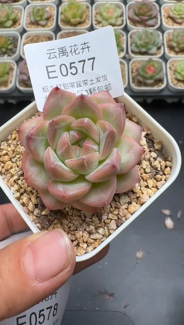 577E云禹多肉植物 带盆土纸巾打包 3颗包邮