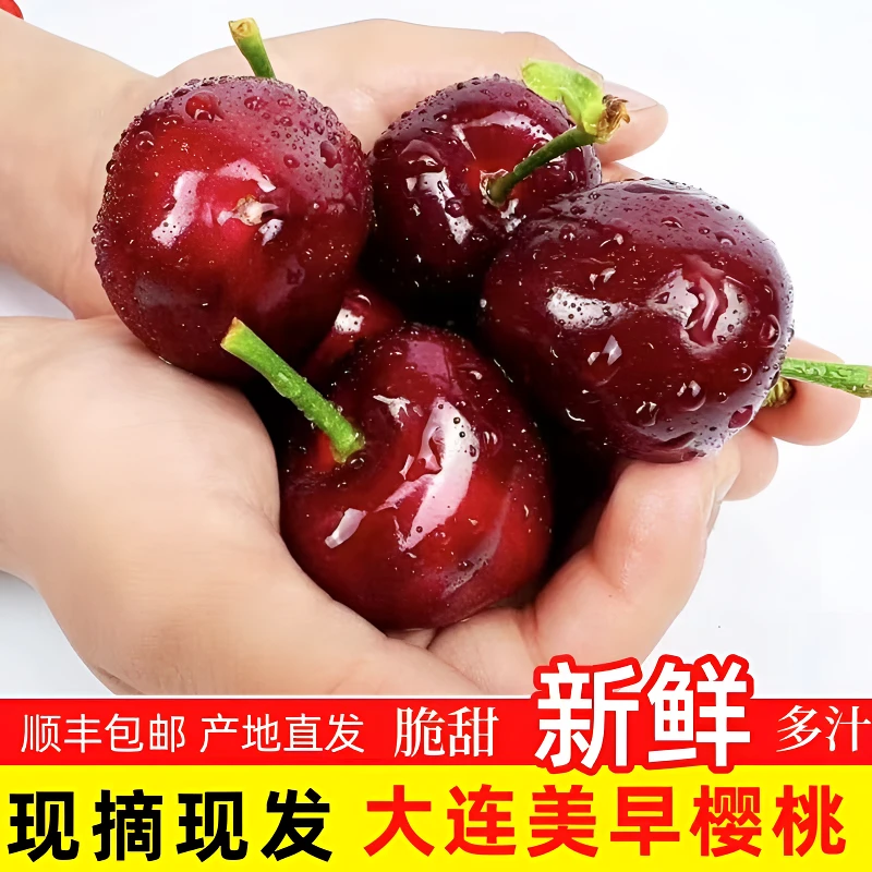 【大连露天美早】自然成熟 樱桃风味浓郁 当季水果 脆甜爆汁