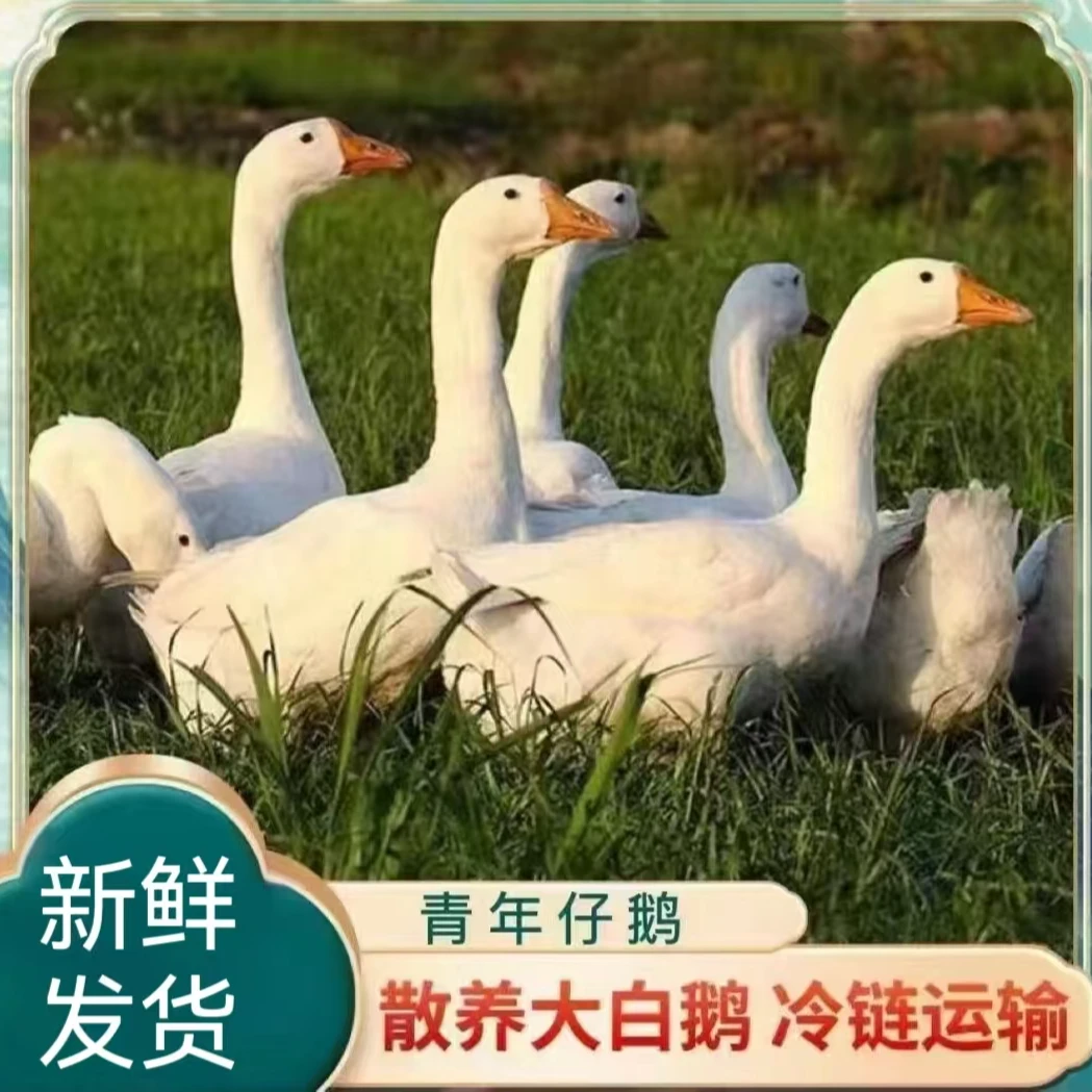 【小妹】农家放养大白鹅 仔鹅 发2只净重共9-10斤 带心肝发货