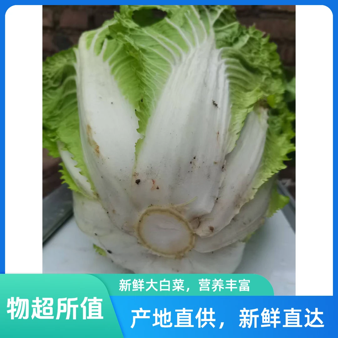 毛白菜《农家肥无农药》