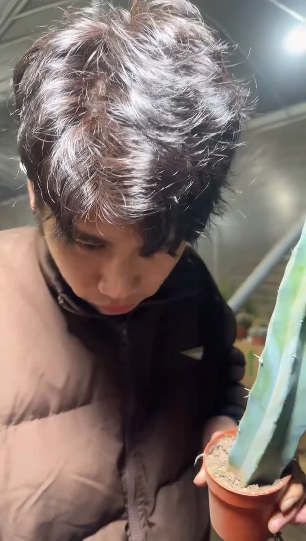 精品 龙神木【带根】