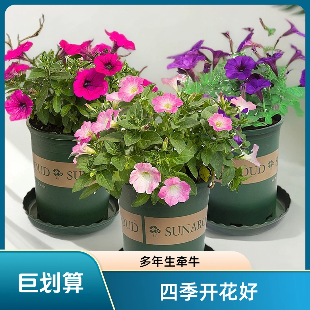 牵牛花盆栽喇叭花苗爬藤四季垂吊矮脚带花苞