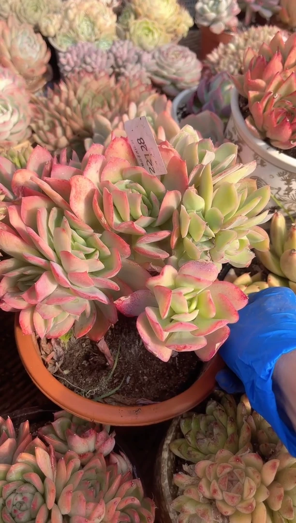 只***j跃跃精品多肉22128