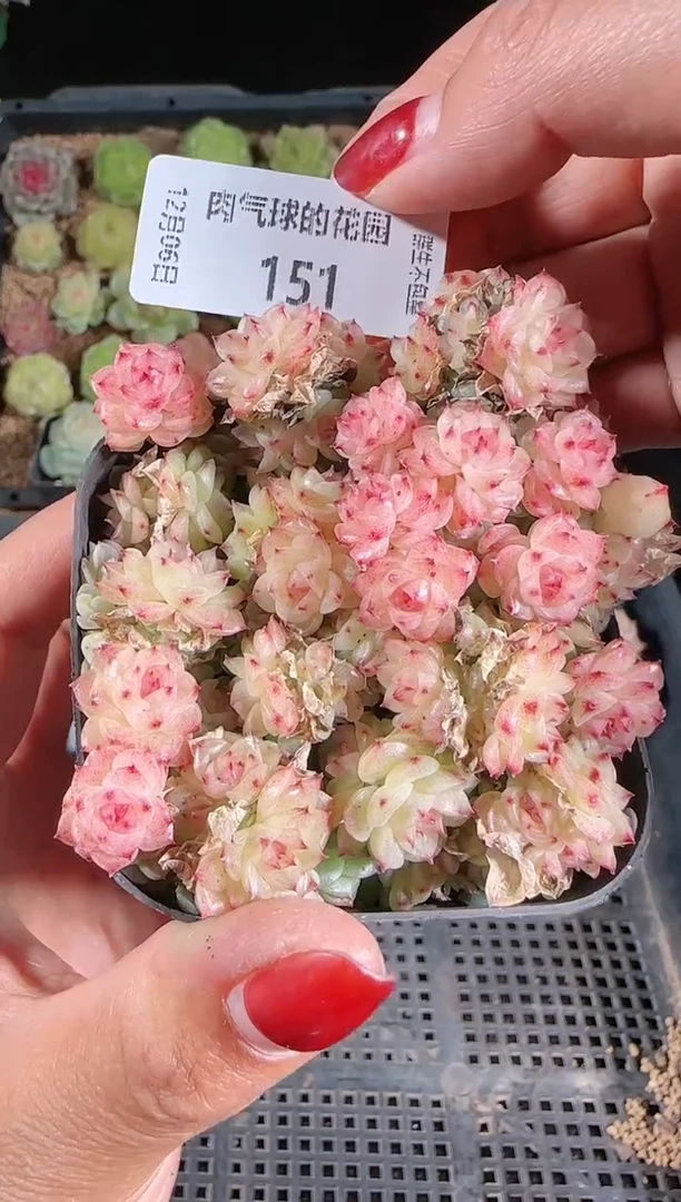 1206-151多肉群生不包整