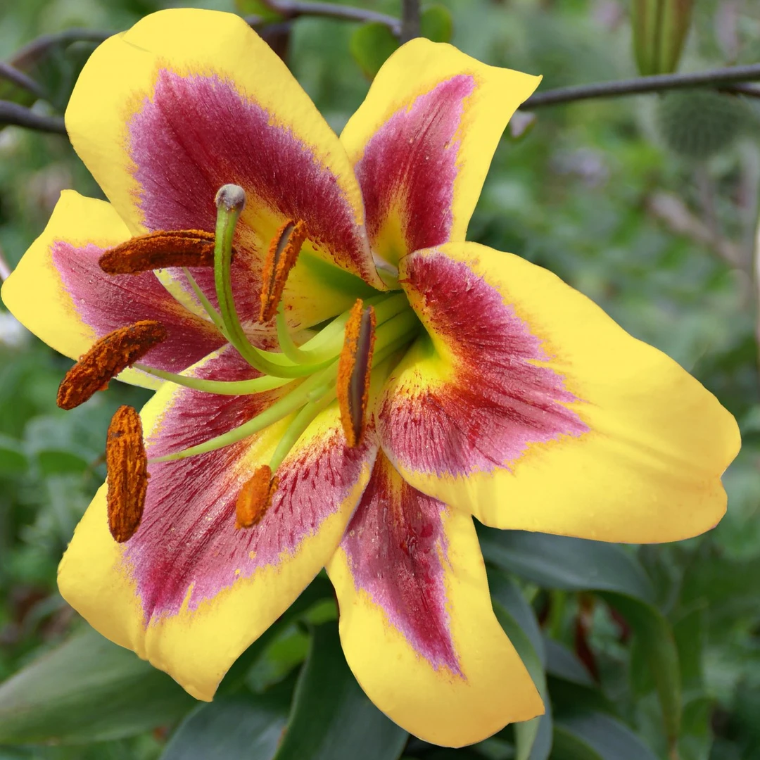 新品【罗伯特】14/16 OT系列香水百合种球进口百合种球