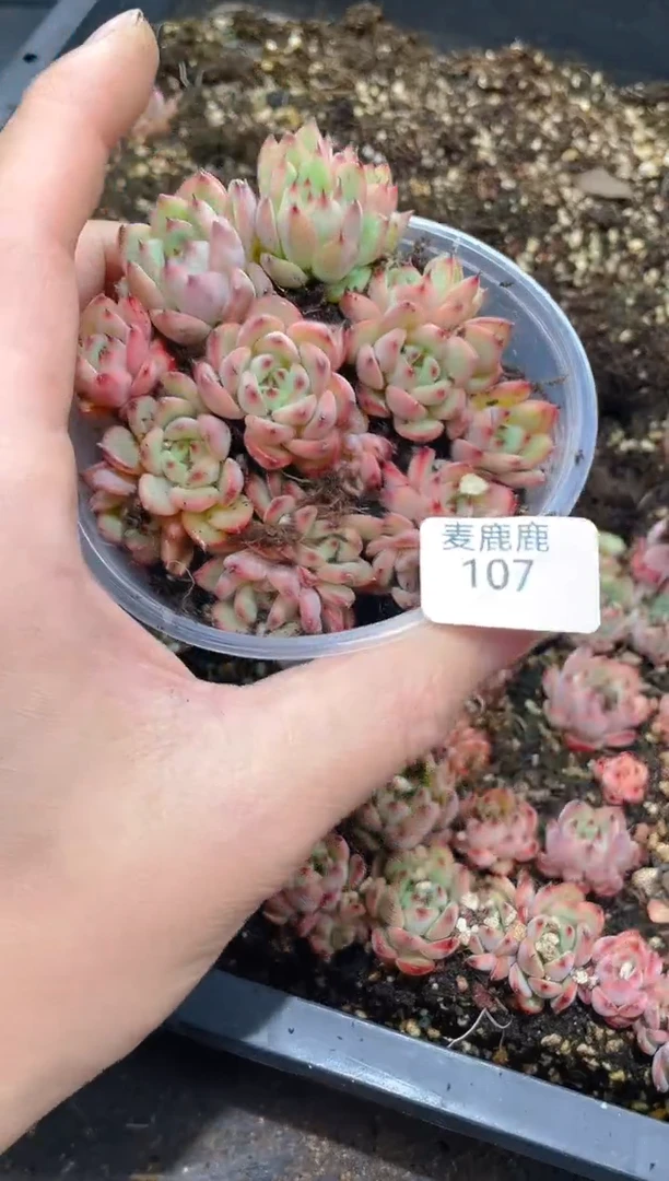 107星光珍妮    量拍