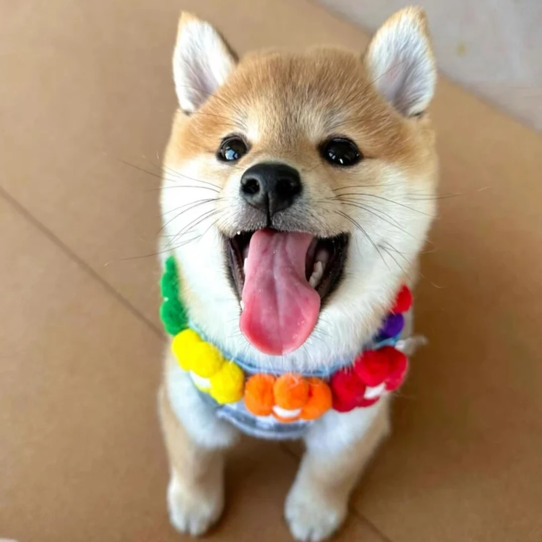 直播狗狗挑选链接，一物一拍