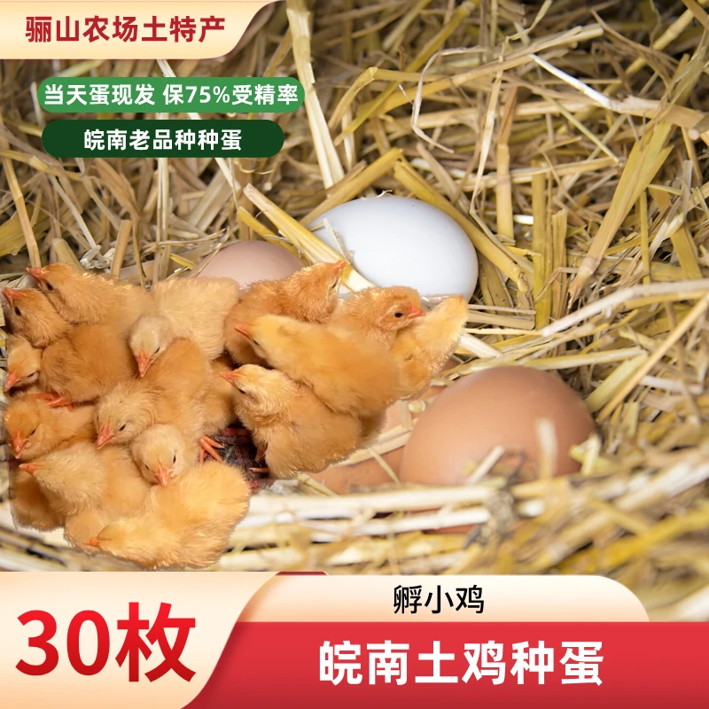 骊山家﹝种蛋﹞山林散养土鸡蛋“可食用”，30枚新鲜发货