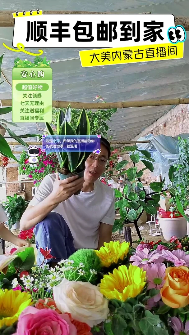 完全开放金边虎皮兰