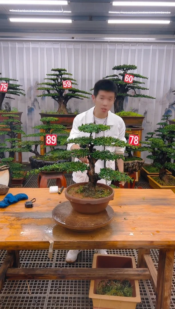 无花朵精品盆景直播间一物一拍