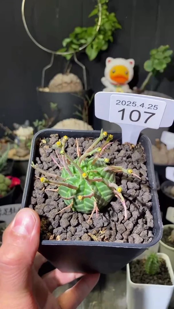 107号4月25日法丽达