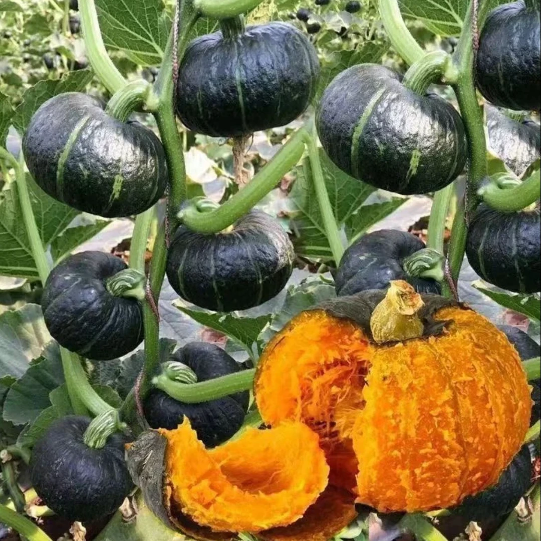 甘甜贝贝南瓜种子高产香甜南瓜春秋四季小南瓜种籽