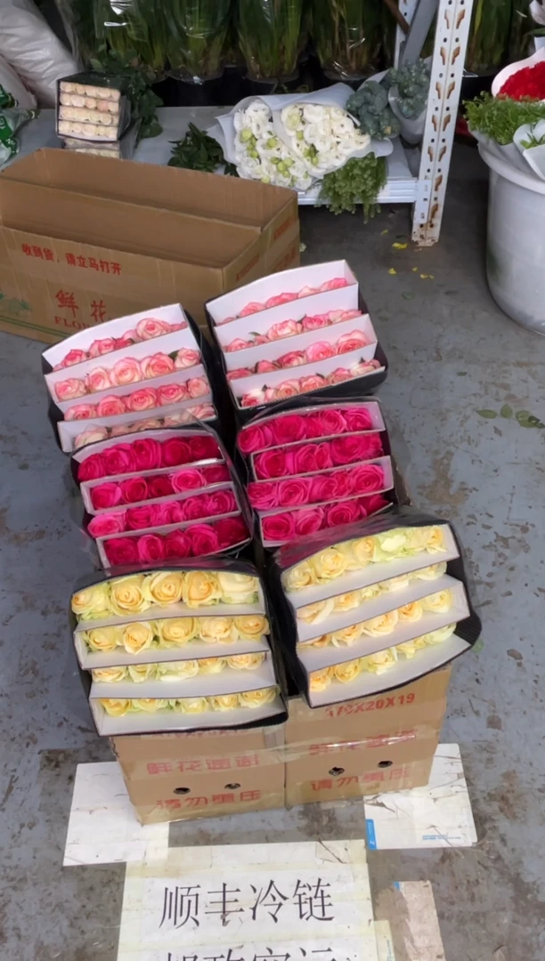 香槟20枝+佛洛依德20枝+艾沙20枝