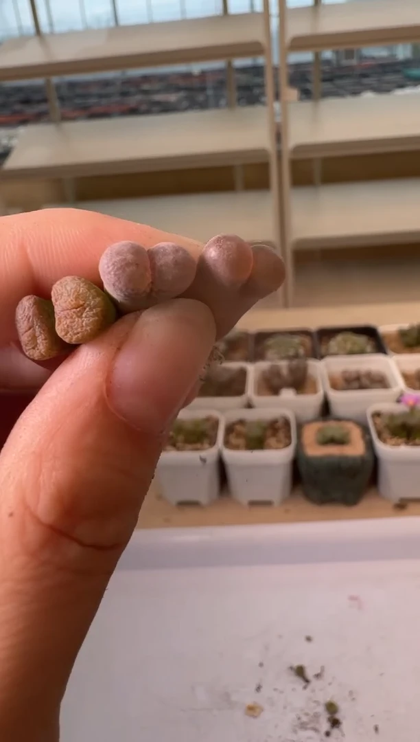 24-62多肉植物肉锥