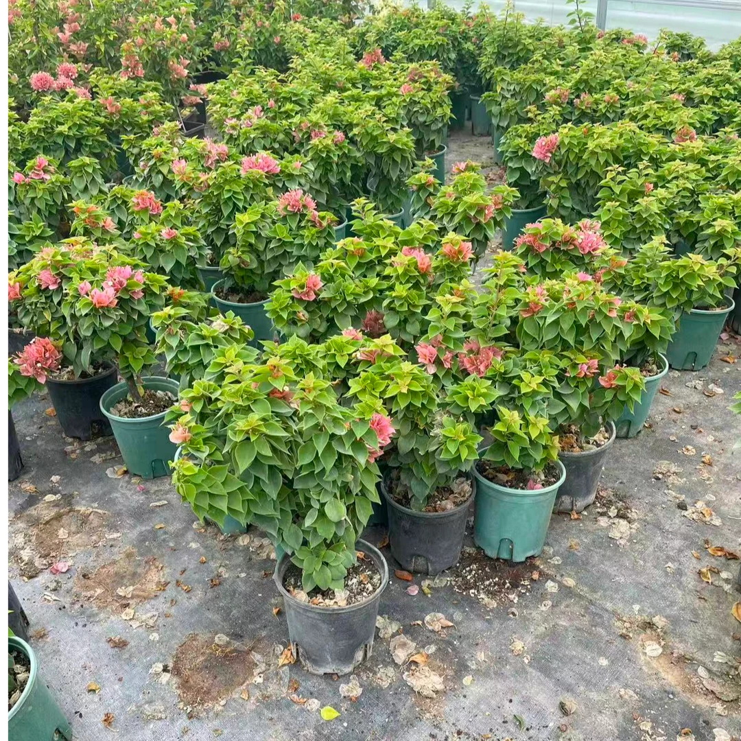 【塔橙】三角梅绿植盆栽
