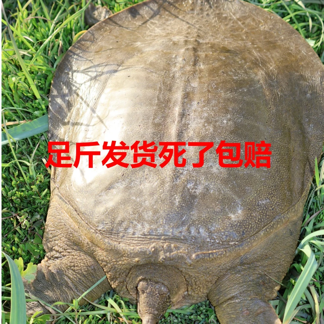 公甲鱼鲜活外塘散养水鱼团鱼老鳖龟包鲜活到家生态散养顺丰包邮