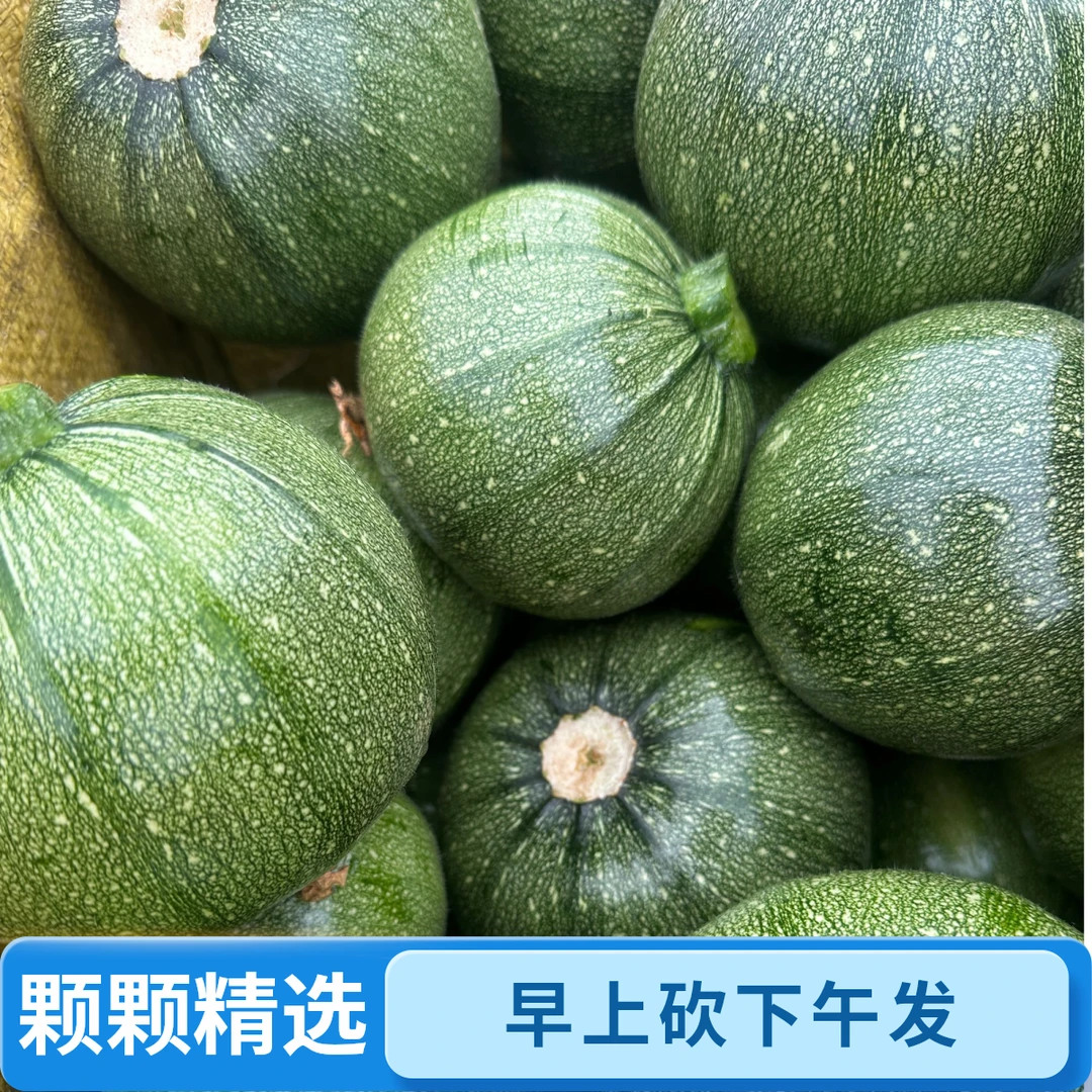 【助农价】甘肃高原露天种植小圆瓜绿皮圆西葫芦现摘小嫩瓜小南瓜