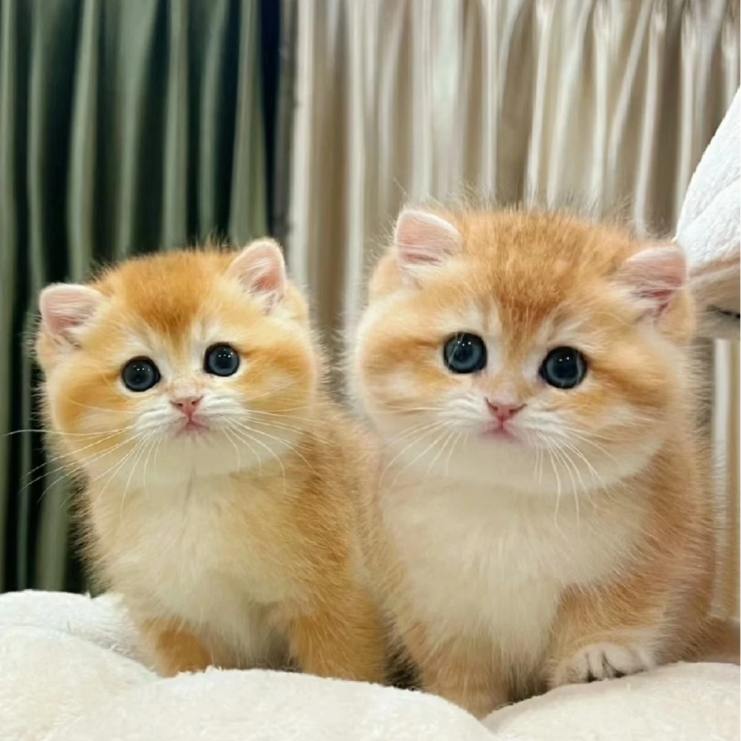 精品金渐层蓝金渐层布偶英短美短拿破仑矮脚宠物活体猫咪出售