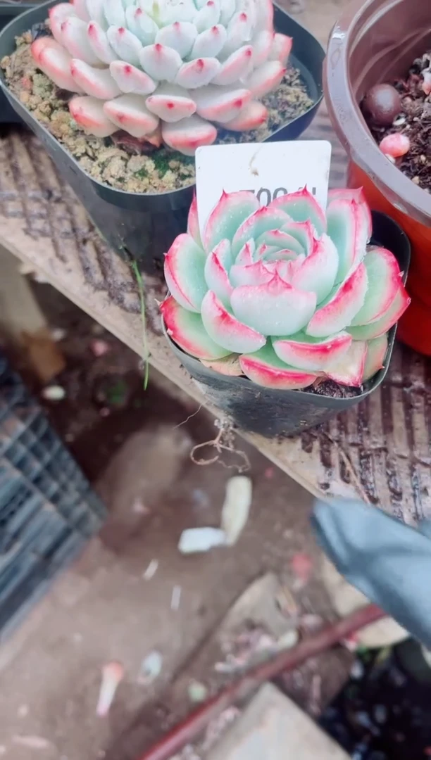 舟*跃跃精品多肉17002