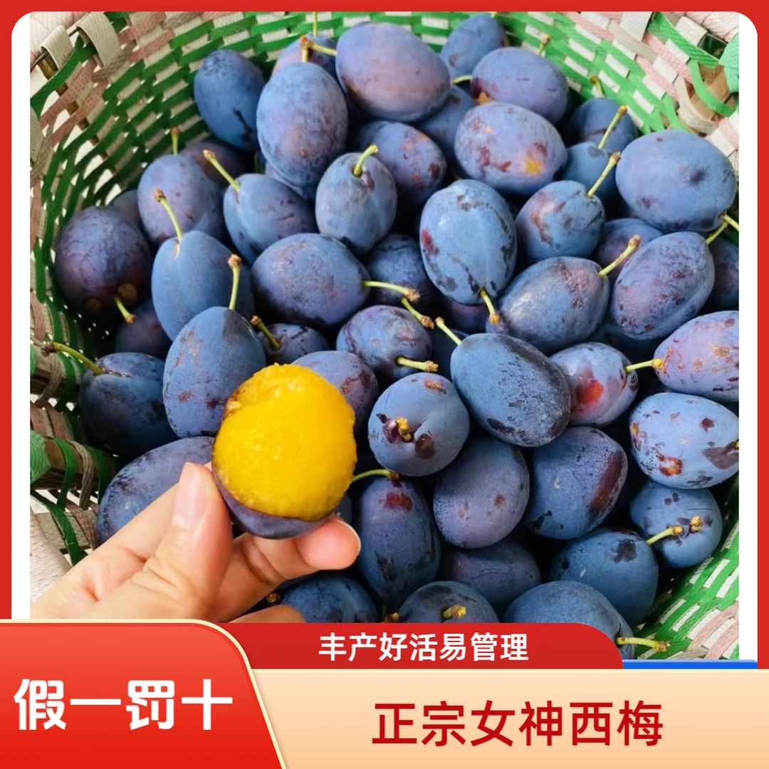 正宗西梅苗（蓝蜜）不限地区不限海拔南北都可种品质优良