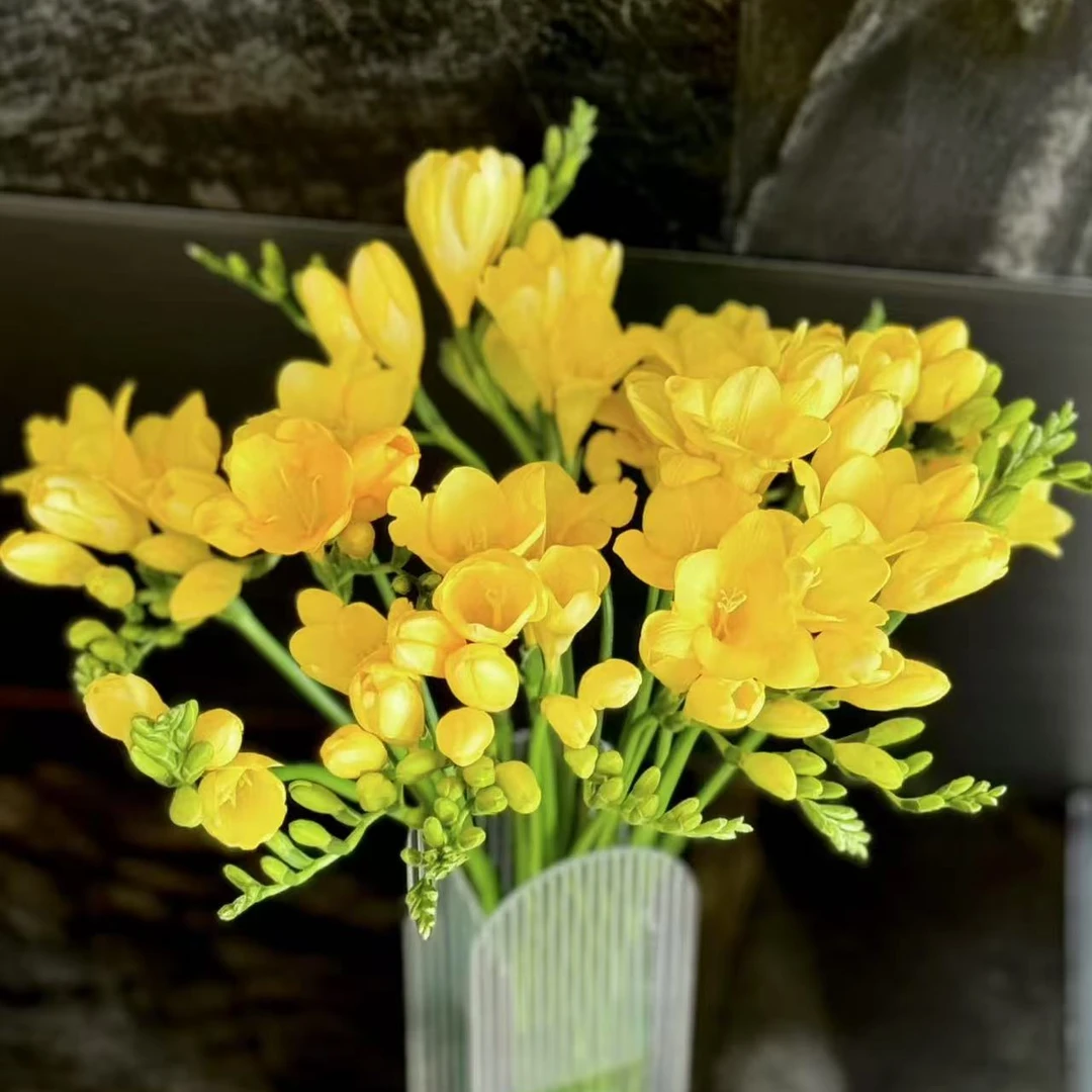 【精选黄色香雪兰一把】小苍兰 全季花语鲜花 【拍2单送5枝随机色翠珠】