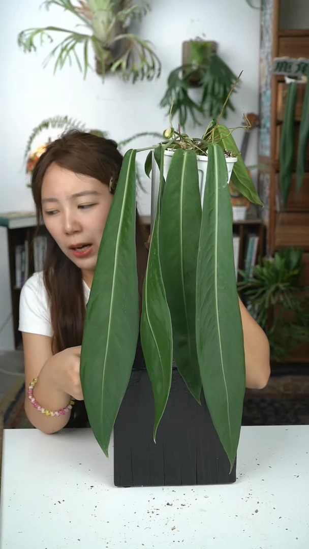 不开花植物H708-银脉丝绸领带（叶片微瑕）