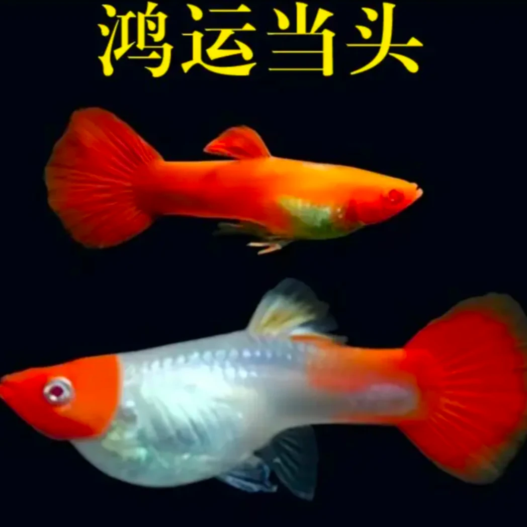 精品鸿运当头种鱼孔雀鱼 小型热带观赏鱼 孕母 适合新手