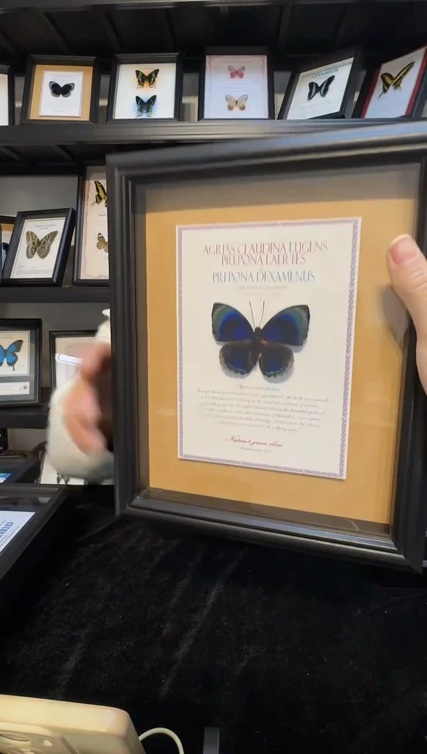 玻璃真实蝴蝶标本