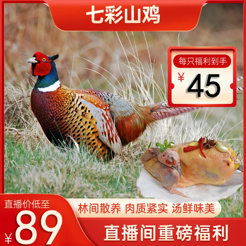 山鸡新鲜农家散养七彩山鸡新鲜宰杀现发新鲜顺丰冷链包邮肉香鸡