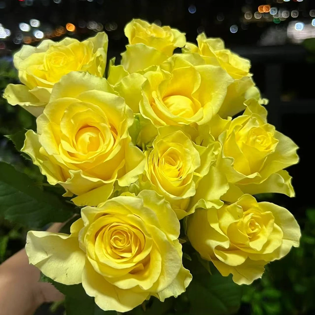 鲜花【浪漫沙滩】同地址两单以上顺丰包邮送货上门+送配草1扎