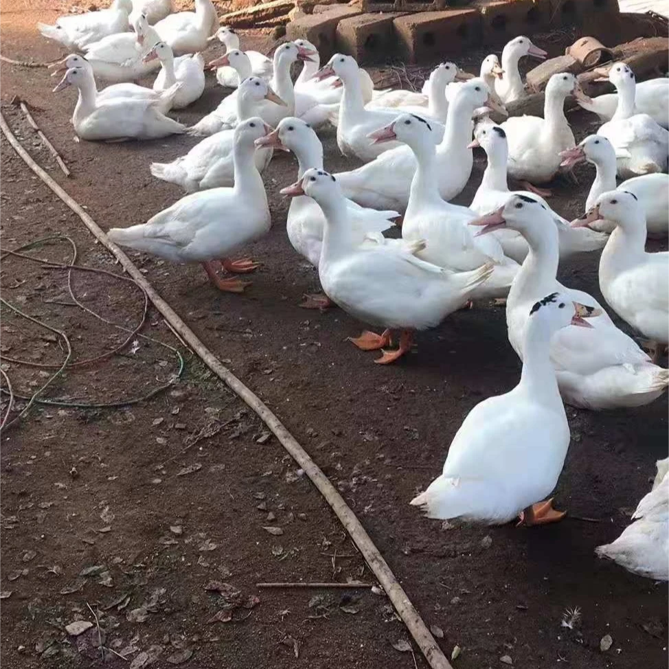 1.5斤到手1左右一点头6只 半番鸭疫苗齐全健康好养 伤亡包赔 活的